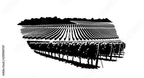 Vineyard rows and rural landscape in black and white woodcut style
