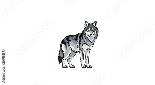 Majestic Gray Wolf Standing Isolated on White Background