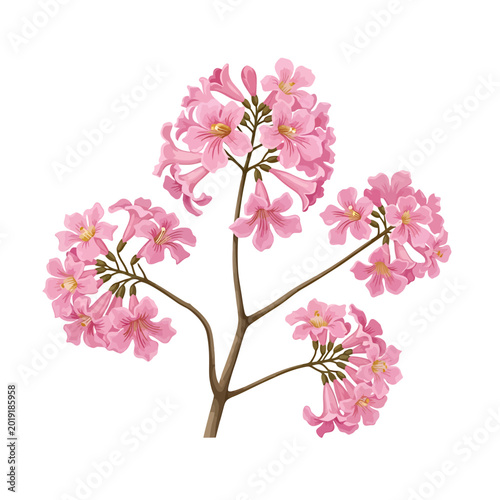 Pink Trumpet Tree Flowers Blooming on a Branch