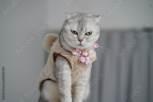 Valokuva Grumpy Scottish Fold cat wearing beige fur coat and pink beaded collar with bell