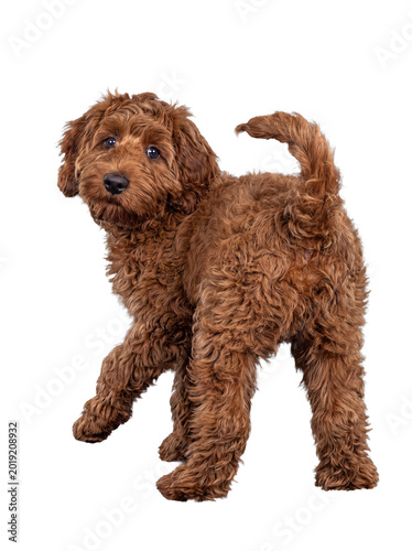 фотографія Playful Goldendoodle or Labradoodle puppy looking back over its shoulder