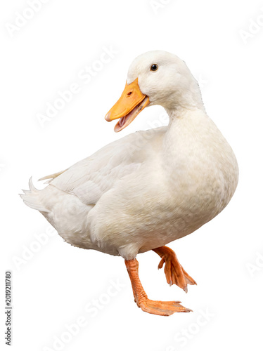 Foto A cheerful white domestic duck stands with its beak open, appearing to quack or speak