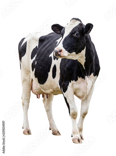 Fotografie Majestic black and white holstein dairy cow standing, looking alert, isolated on a transparent background