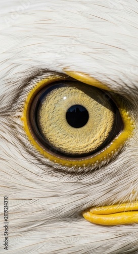 Close-up of eagle eye, bird of prey gaze, sharp yellow eye, wildlife portrait