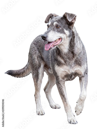 фотографія Photograph of a charming senior mixed breed dog standing with an open mouth and happy expression