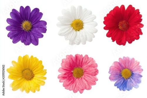 Collection of six vibrant daisy flowers in purple white red yellow pink and blue on white background