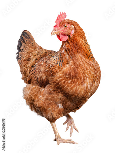 Active brown hen raising one leg while looking back, captured in a natural motion on transparent background.