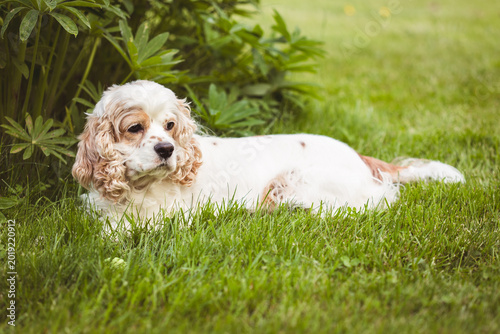 cocker spaniel white and red in grass with ball  