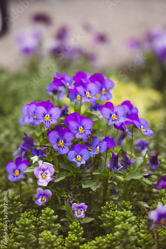 pansies in blue purple bloom surrounded by succulents 