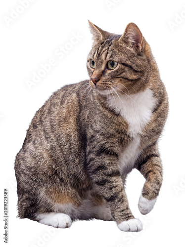 Photos A beautiful domestic tabby cat, with a striking striped coat and white chest, looking to the right with curiosity