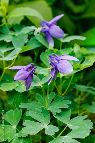 Beautiful blue columbine flowers blooming in the garden.