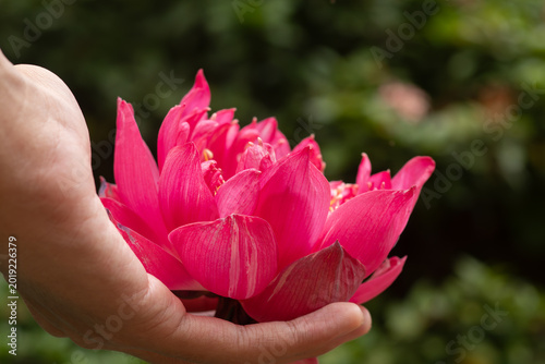 A hand gently holding a large vibrant pink lotus flower against a blurred green foliage background, symbolizing purity and connection to nature