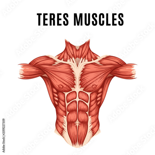 Human torso muscle anatomy diagram with focus on teres muscles