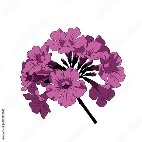 Pink Trumpet Tree Flower Cluster Isolated on White