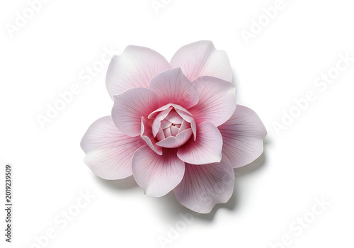 Delicate pink camellia flower with soft petals on white background, pink flower