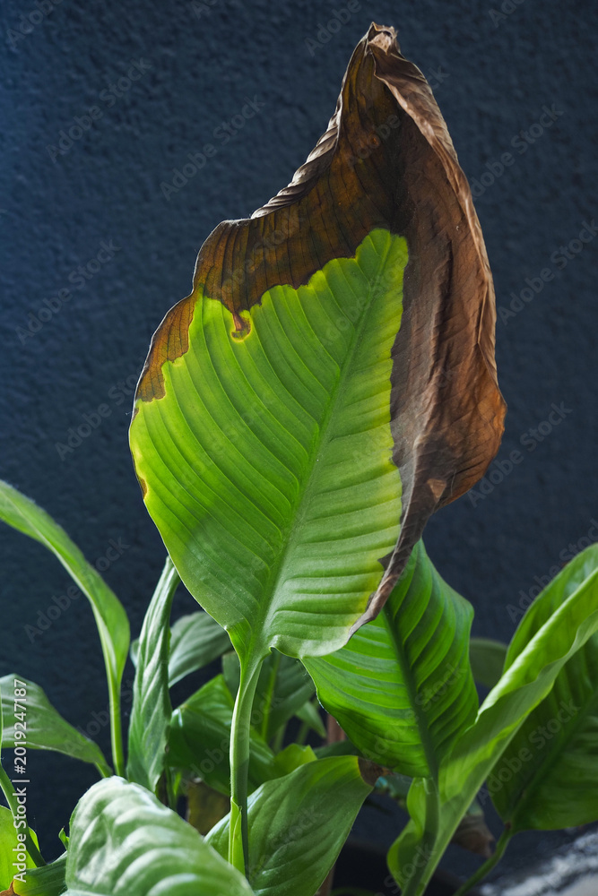 Fototapeta premium Leaf shows damage and healthy growth in indoor plant