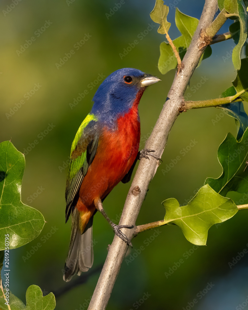 Fototapeta premium Male Painted Bunting in the Wichita Mountains