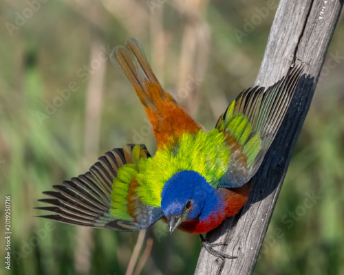 Male Painted Bunting in the Wichita Mountains