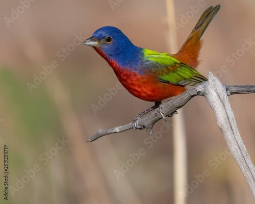 Male Painted Bunting in the Wichita Mountains