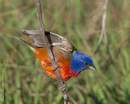 Male Painted Bunting in the Wichita Mountains