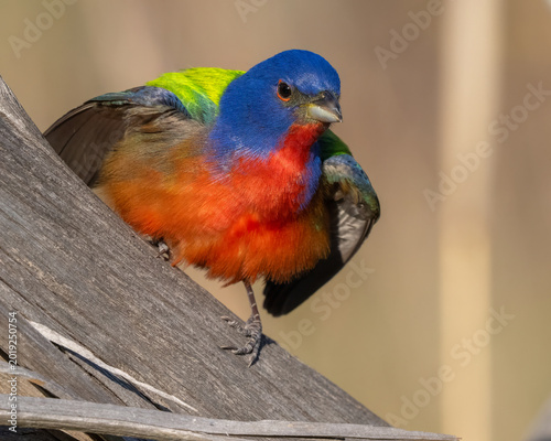 Male Painted Bunting in the Wichita Mountains