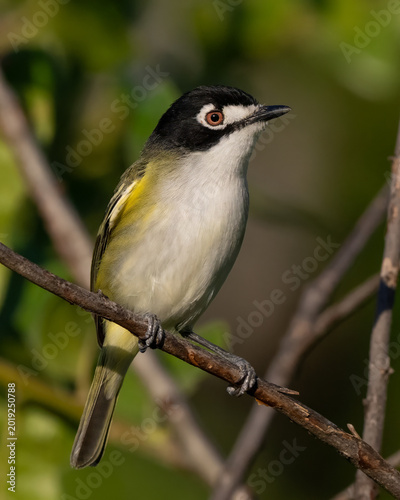 Male Black Capped Vireo in the Wichita Mountains