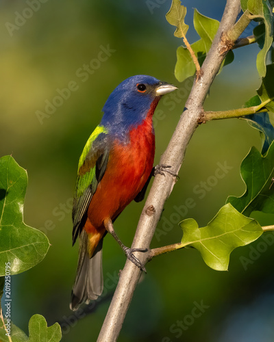 Male Painted Bunting in the Wichita Mountains
