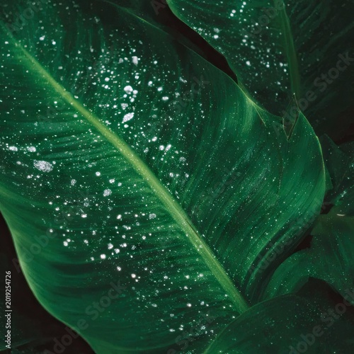 Close-up of a large, dark green leaf with water droplets