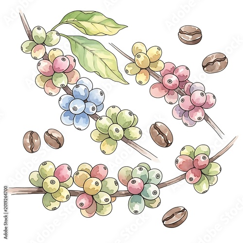 Hand drawn watercolor illustration depicts ripening fruit clusters and processed beans from a tropical shrub