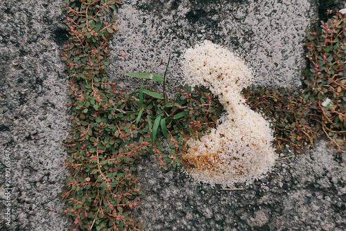 Photography Top view of ant eggs cluster on asphalt with green weeds.