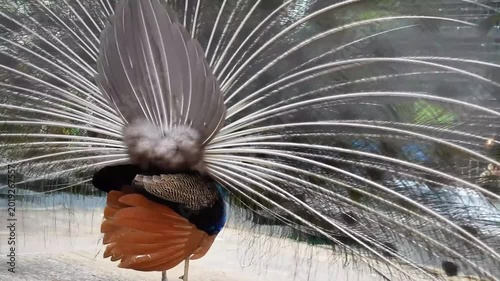 peacock start to close the feathers, the end of peacok dance, peacock in cage during mating season