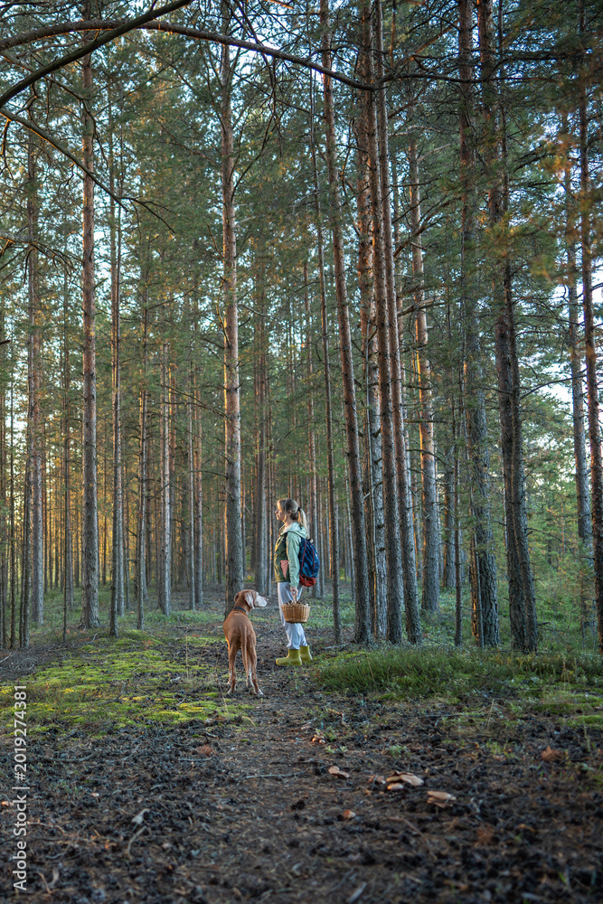 Obraz premium Woman explorer with basket full of boletuses coming back home, standing on trek, looking at sunset in autumn forest. Female hiker accompanying by dog, returning after gathering mushrooms in woodland.