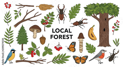 Comprehensive collection of hand drawn forest elements including trees, birds, insects, mushrooms, and berries in a natural style.