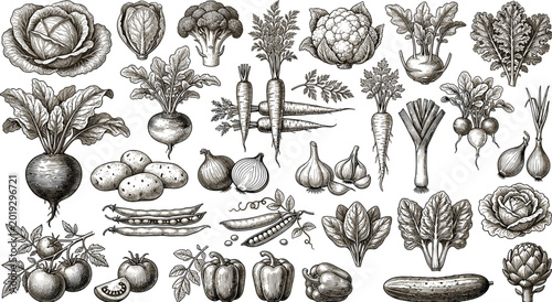 Konstfotografi Vintage hand drawn botanical vegetable vector set with organic farm fresh cabbag
