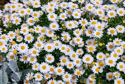 Photos Beautiful blooming daisies flowers in a spring garden.