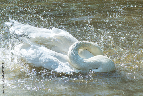 Schilderij op canvas Swans frolic in the water, their wings flapping violently, splashing water everywhere