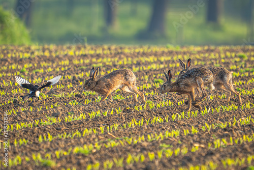 Schilderij op canvas Ein flüchtiger Moment im Gold des Maimorgens