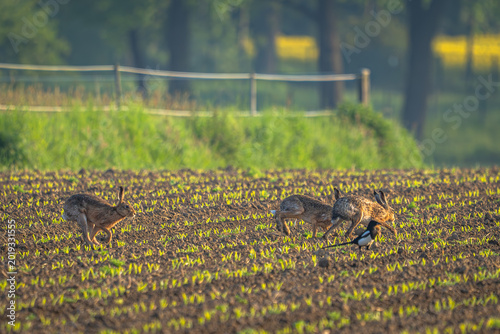 Photos Ein flüchtiger Moment im Gold des Maimorgens