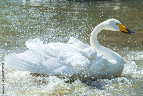 Foto Whooper swans flapping their wings on the water, a dynamic moment