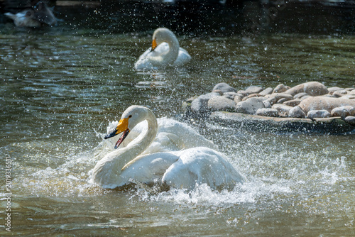 Bilde på lerret Swans frolic and bathe in the water, splashing water as they flap their wings