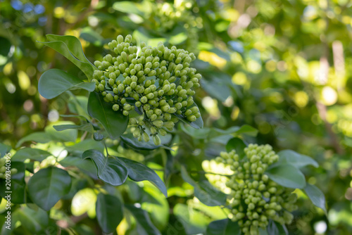 Close-up of numerous green, tightly clustered flower buds on a tree branch