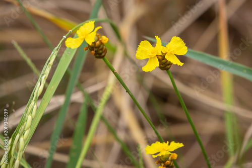 Close-up of a vibrant yellow grass flower (likely Xyris sp.) with an unopened bud, set against a blurry natural backdrop.