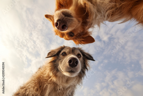 Two dogs, a black and tan mixed breed and a golden retriever, gaze down at the camera, set against a bright blue sky with fluffy clouds