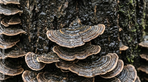 Turkey Tail Fungi on Wet Tree Bark