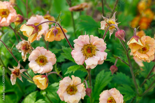 Geum Mai Tai flowers blooming neatly in the garden.