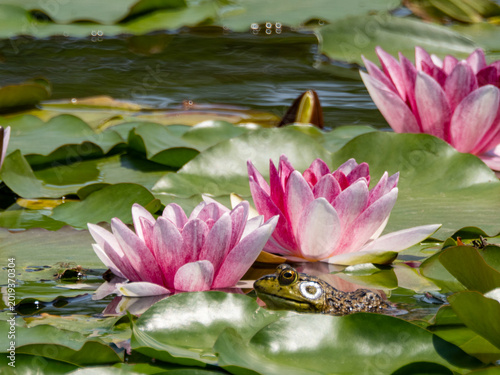 スイレンの花とカエル