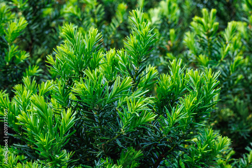 Sprouts of Japanese yew that sprouted in early summer.