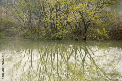 Konstfotografi 물가의 버드나무