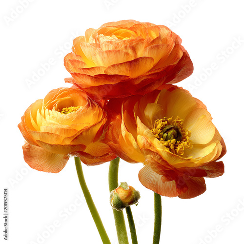 Orange ranunculus flowers in full bloom against white background