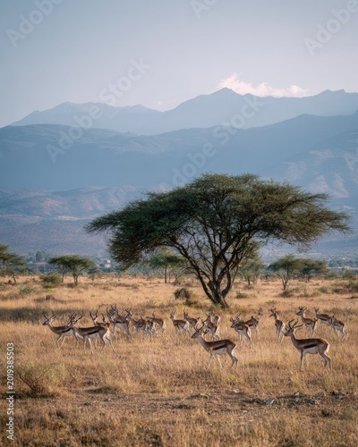 Herd of Gazelles Grazing in African Savannah with Acacia Tree and Mountains